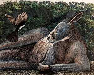 A mudlark picking insects of a big grey kangaroo while it sunbakes.