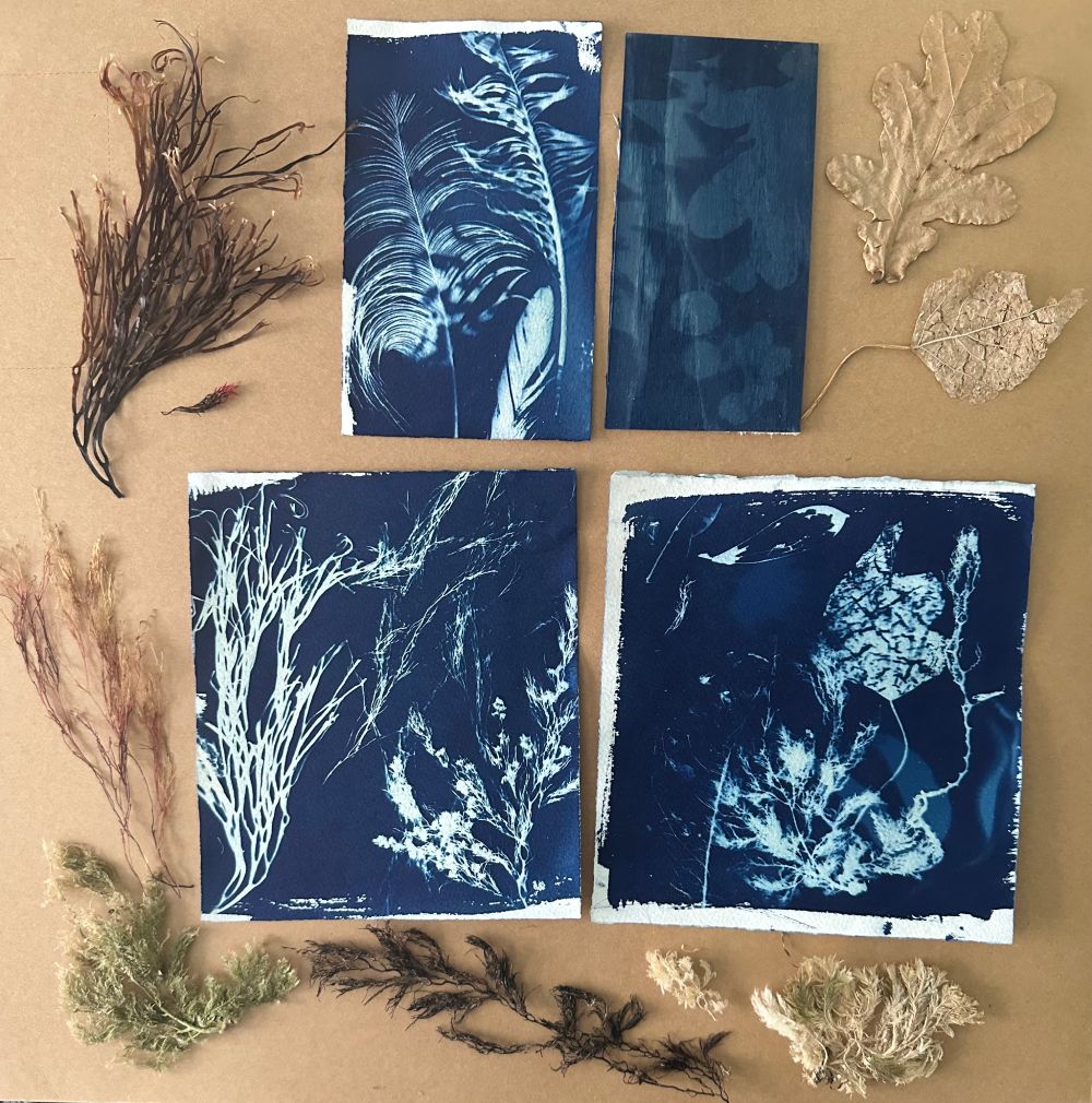 Cyanotype prints with seaweed around them